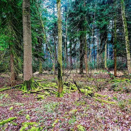 Captivating Holiday In Near Forest Erp