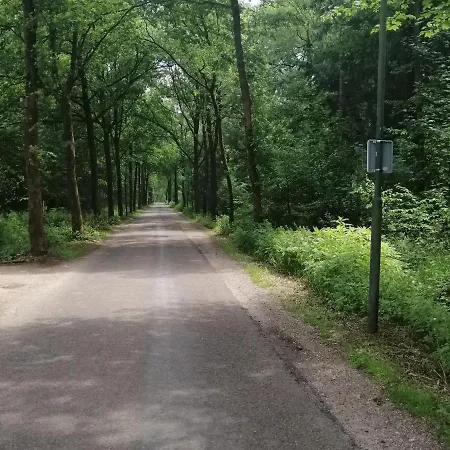 Captivating Holiday In Near Forest